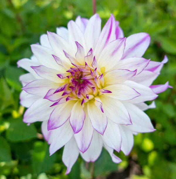 Votaniki Semi Dinnerplate Dahlia "Crazy Love" - Large Unique Blooms, Easy to Grow, Perfect for Cut Flowers, Garden or Container Planting - Long-Lasting Blooms - Dahlia Tubers for Plant