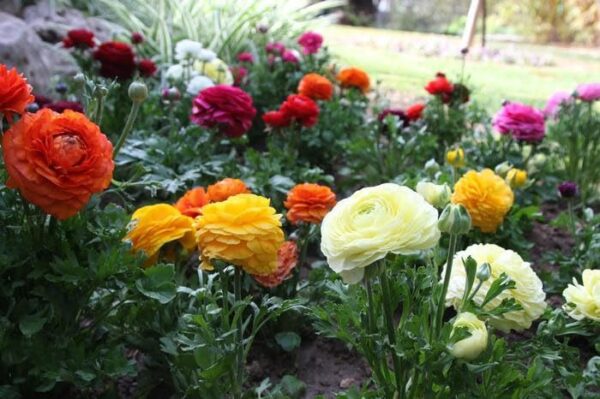 Votaniki Ranunculus Aviv Mix - Long Lasting Blooms, Perennial Ranunculus Aviv (Persian Buttercup) | Large Flowering Ranunculus Bulbs - Easy to Grow