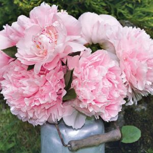 5Pcs Votaniki Sarah Bernhardt Peony Roots Bulbs - Pink Flowers Live Plants Outdoor Beautiful Flower Seeds to Plant - 3-5 Eyes Pink Peony Plant Bulb Spectacular Sarah Bernhardt Peonies Bulbs