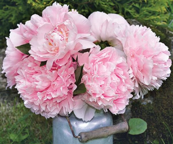 5Pcs Votaniki Sarah Bernhardt Peony Roots Bulbs - Pink Flowers Live Plants Outdoor Beautiful Flower Seeds to Plant - 3-5 Eyes Pink Peony Plant Bulb Spectacular Sarah Bernhardt Peonies Bulbs