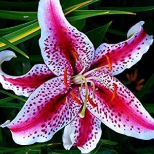 Votaniki Stargazer Oriental Lilies Bulb Spring Flower - Pink White Lily Bulb Flower for Spring Planting Beautiful Perennials Lily Flowers - Set of 7 Stargazer White Lily Bulbs Live Trees for Outdoor