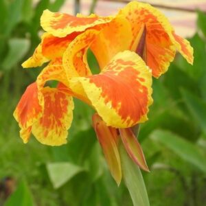 Votaniki Yellow King Humbert Canna Lily Bulbs - Perennial, Large Blooms | Bring Sunshine to Garden - King Humbert Canna Lily Bulbs for Planting, Easy to Grow