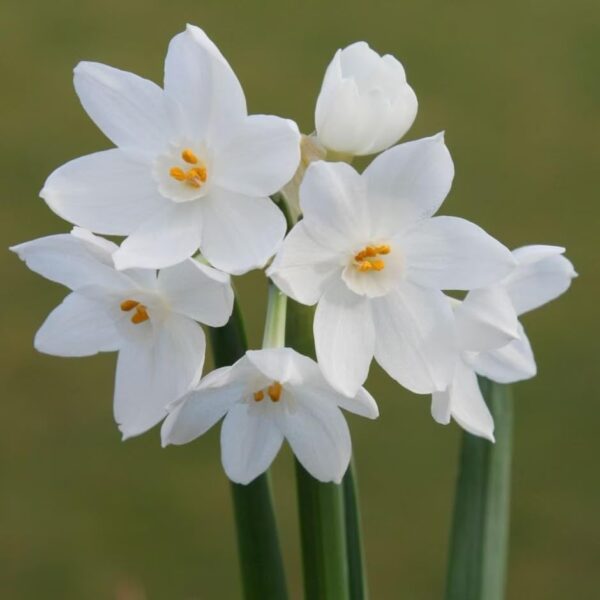 Votaniki Narcissus Daffodil Tazetta NIR Paperwhites - Perennial NIR Paperwhite Bulbs for Planting | Long Lasting Beauty, Spring and Winter Flowering Bulbs- Perfect for Indoors & Outdoors