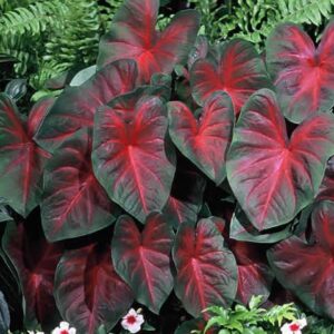 Votaniki John Peed Caladium - Perennial Caladium Bulbs for Planting, | Red & Green Leaf Caladium - Easy to Grow & Low Maintenance