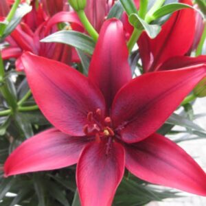 Votaniki Black Out Lily Bulbs - Dark Red & Black Lily Flowers Bulbs | Easy to Grow, Perfect for Cut, Long-Lasting Blooms - Lily Bulbs for Planting