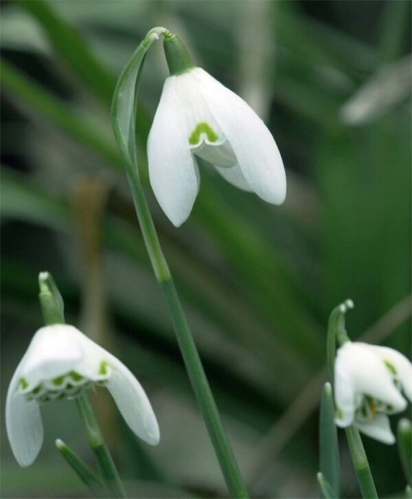 Votaniki Galanthus Nivalis Flore Pleno - Perennial Flowering Double Snowdrop | Long Lasting Blooms, Spring Flower Bulbs - Easy to Grow