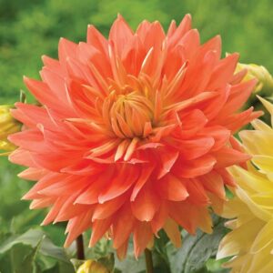 1 'Motto' Dahlia Bulbs - Rare Seeds for Planting Garden Decorative Perennial Flower Seeds for Planting Outdoors Live Plants - Dahlia Bulbs for Planting Flowers Perennial