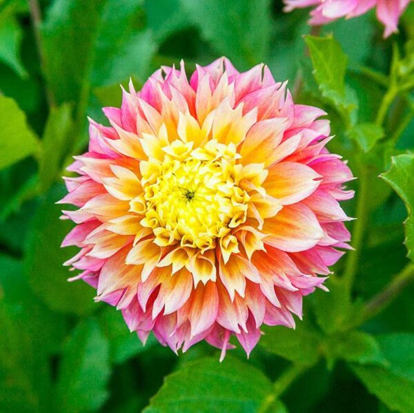 Votaniki Kogane Fubuki Dahlia Bulbs - Decorative Flowering Dahlia Bulbs for Plant | Kogane Fubuki Dahlia Perfect for Borders, Beds and Cut Flowers - Easy to Grow Perennial Dahlia Bulbs