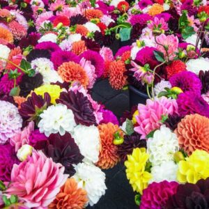 Votaniki Decorative Dahlia Mix Bare Roots for Planting - Perennial Dahlia, Attracts Pollinators, Large Blooms - Low Maintenance, Long Blooming Flowers