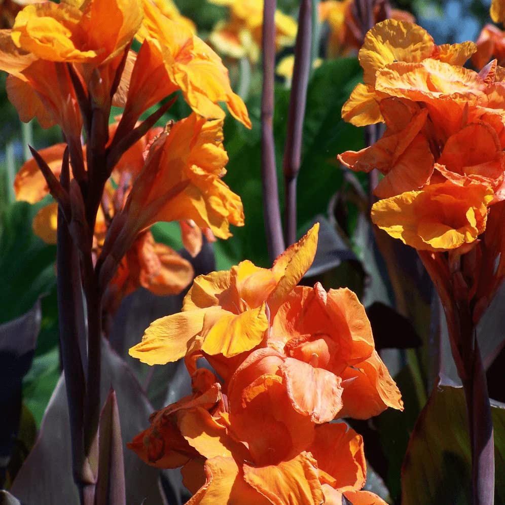 Votaniki Wyoming Canna Lily Bulbs for Planting – Perennial Lily, Long ...