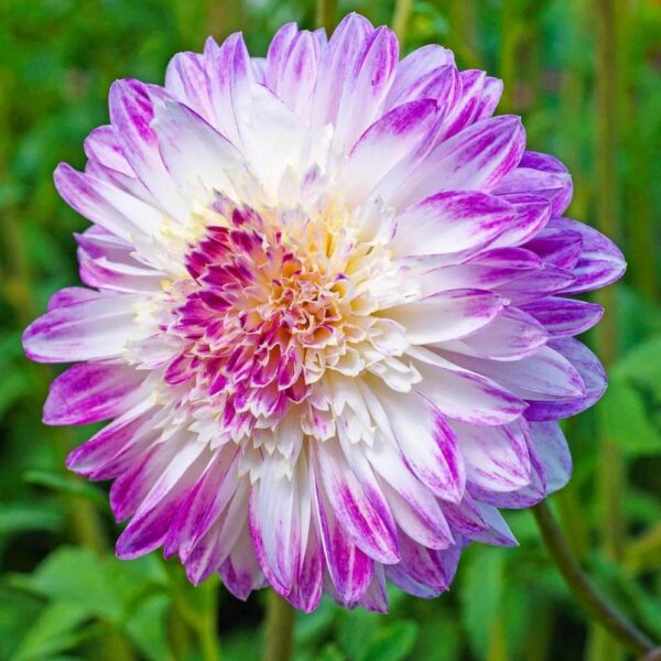 Votaniki Powder Puff Dahlia Que Sera - Perennial, Long Lasting Blooms, Dahlia Que Sera Bare Root Ready to Plant | Easy to Grow and Low Maintenance Dahlia