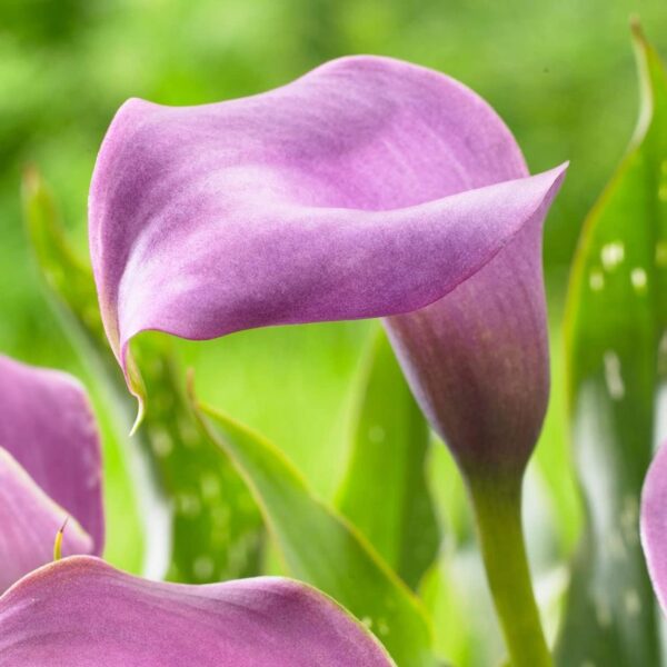 Votaniki Grape Velvet & Garnet Glow Calla Lily Bulbs - Versatility, Long Lasting Blooms, Perennial Zantedeschia Calla Lily Flower Bulbs for Planting - Easy to Grow & Low Maintenance