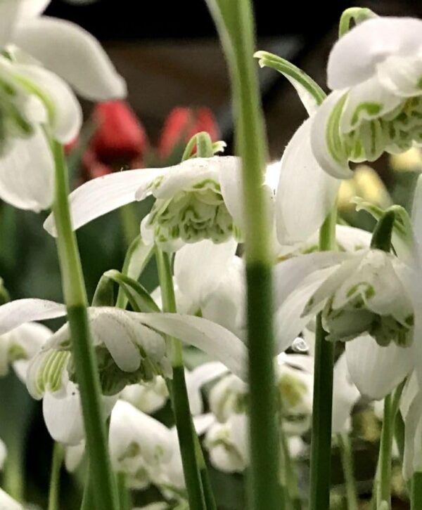 Votaniki Galanthus Nivalis Flore Pleno - Perennial Flowering Double Snowdrop | Long Lasting Blooms, Spring Flower Bulbs - Easy to Grow