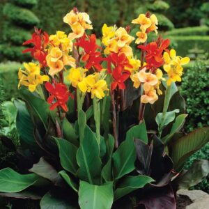 Votaniki Tall Canna Lily Mix Bulbs for Planting - Large Blooms, Perfect for Cut, Easy to Grow | Mixed Canna Lily Flowering Bulbs