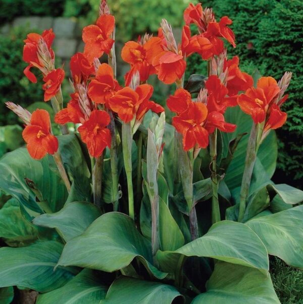 Votaniki President Canna Lily Bulbs for Planting - Canna Lily Flower, Perennial, Long-Lasting | Easy to Grow Canna Lily Bulbs