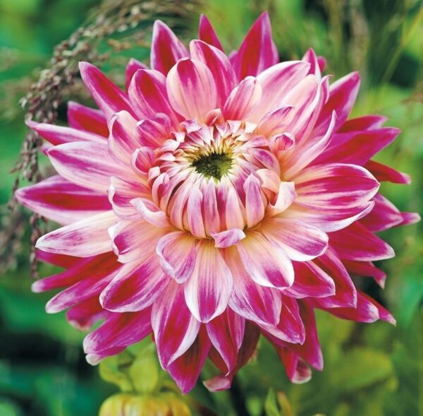 Votaniki Dinnerplate Dahlia Mix Bulbs - Large Blooms, Attracts Pollinators, Perennial Dahlia Flower Bulbs for Planting | Perfect Addition to Any Garden