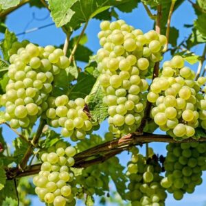 Votaniki Niagra White Grape 1-2 Years Old Bare Root - High Yield, Perennial Grape Plant - Fast Growing, Easy to Grow and Low Maintenance