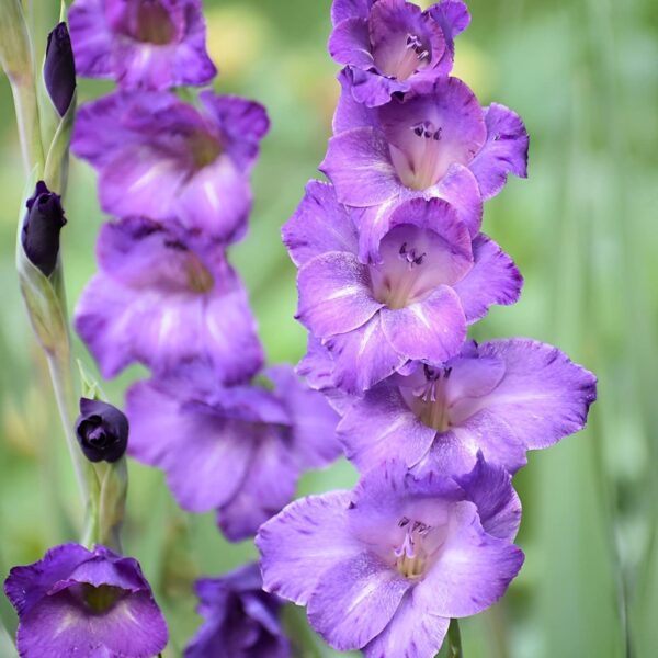 Votaniki Yoyo Gladiolus Mix Bulbs - Versatile, Long Blooming, Perennial Gladiolus Large Flowering Bulbs - Easy to Grow and Maintain