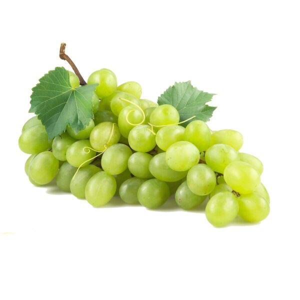 Votaniki Niagra White Grape 1-2 Years Old Bare Root - High Yield, Perennial Grape Plant - Fast Growing, Easy to Grow and Low Maintenance