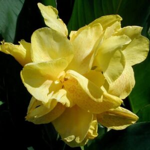 Votaniki King City Gold Canna Bulbs - Perennial, Vibrant Flowers, Bright and Bold Blooms Canna Bulbs for Planting | Easy to Grow & Stunning Blooms