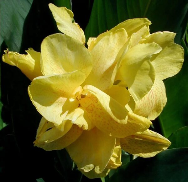 Votaniki King City Gold Canna Bulbs - Perennial, Vibrant Flowers, Bright and Bold Blooms Canna Bulbs for Planting | Easy to Grow & Stunning Blooms