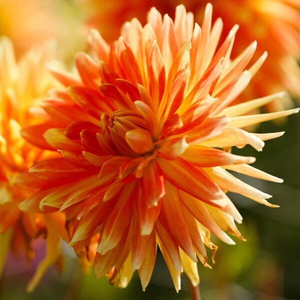 Votaniki Motto Decorative Dahlia - Orange Color & Large Bloom, Perennial Motto Dahlia Tubers for Planting | Summer Flowering Bulbs - Easy to Grow Dahlia