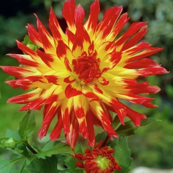 Votaniki Firebird Dahlia Bulbs - Large Blooms, Perennial, Firebird Semi Cactus Dahlia Bulbs for Planting | Perfect Addition to Any Garden