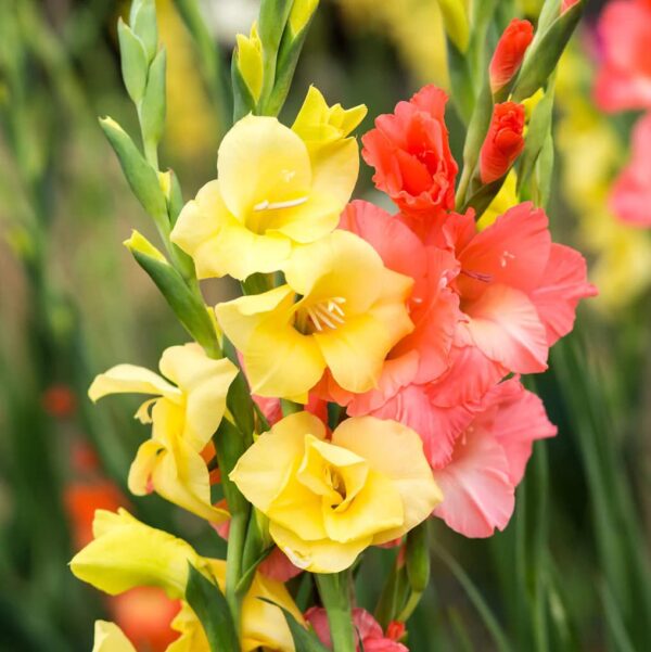 Votaniki Sunset Gladiolus Mix Bulbs for Planting - Large Flowering Gladiolus Bulb, Long-Lasting Cut Flowers, Attracts Hummingbird and Butterflies, Easy to Grow