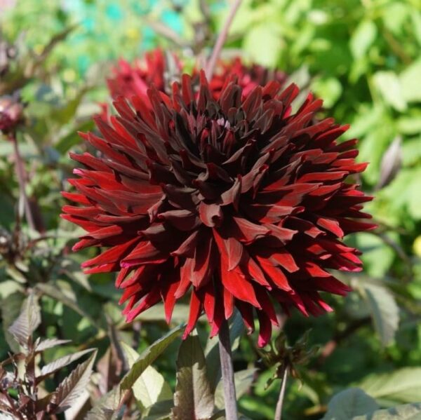 Votaniki Dinnerplate Dahlia Mix Bulbs - Large Blooms, Attracts Pollinators, Perennial Dahlia Flower Bulbs for Planting | Perfect Addition to Any Garden