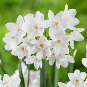 Votaniki Narcissus Daffodil Tazetta NIR Paperwhites - Perennial NIR Paperwhite Bulbs for Planting | Long Lasting Beauty, Spring and Winter Flowering Bulbs- Perfect for Indoors & Outdoors