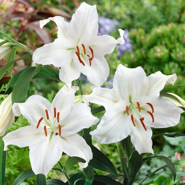 Votaniki Casa Blanca Oriental Lily Bulbs - Fragrant and Long-Lasting, Perennial Lily Flower Bulbs - Attracts Pollinators, Casa Blanca Lily Bulbs for Planting