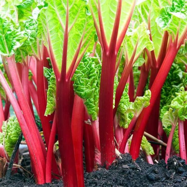 Votaniki XXL Victoria Rhubarb Crown - Perennial, High Yielding Rhubarb Crown Ready to Plant | Perfect for Home Gardeners - Easy to Grow and Low Maintenance