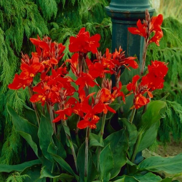 Votaniki Brilliant Canna Lily Bulbs for Planting | Perennial Lily, Long Lasting Blooms | Red Flowering Canna Lily Bulbs - Easy to Grow