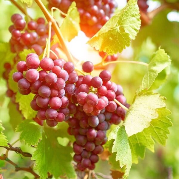 Votaniki Suffolk Seedless Grape Bare Root for Planting - Perennial Grape Plant, Grape Bare Root for Easy Planting | Easy to Grow Suffolk Seedless Grape Vine