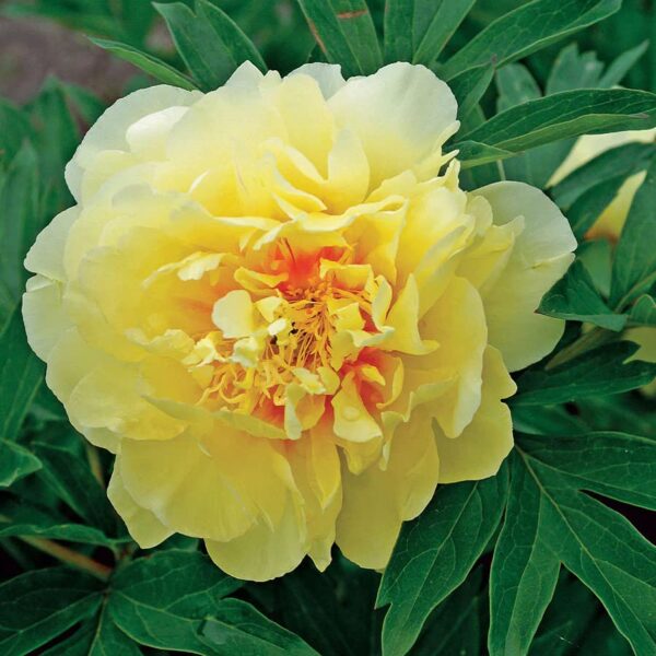 Votaniki XXL Bartzella Itoh Peony Bulbs for Planting - Large, Vibrant Yellow Flower - Perfect for Cutting - Easy to Grow XXL Size Tuber 10+ Eyes