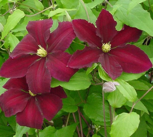 Votaniki Niobe Clematis Root Start - Long Lasting Blooms, Perennial Clematis Flowering Plant - Live Plant, Fast Growing, Low Maintenance, Easy to Care