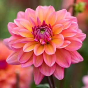 Votaniki Great Silence Dahlia Tuber - Large Blooms Perennial, Dahlia Decorative Great Silence Tuber - Vibrant and Dramatic Blooms for Outdoor Space - Easy to Grow