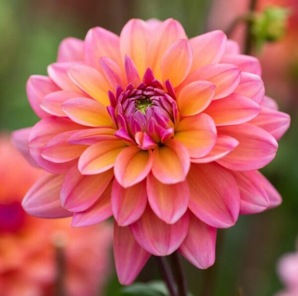 Votaniki Great Silence Dahlia Tuber - Large Blooms Perennial, Dahlia Decorative Great Silence Tuber - Vibrant and Dramatic Blooms for Outdoor Space - Easy to Grow