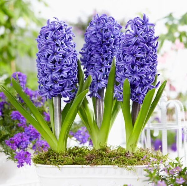 Votaniki Blue Pearl Hyacinth - Long Lasting & Fragrant Blooms, Perennial Hyacinth Bulbs for Planting | Spring Flowering Bulbs - Easy to Grow