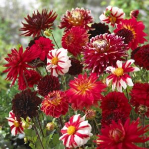 Votaniki Dahlia Valentine Mix Bulbs - Long Lasting Blooms, Versatile, Perennial Dahlia Bulbs for Planting - Easy to Grow and Low Maintenance