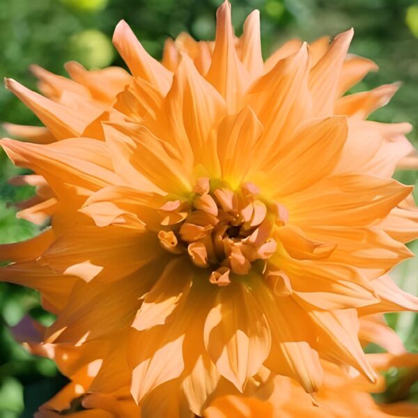 Votaniki Noordwijks Glorie Dahlia Bulbs - Perennial, Large, and Showy Dahlia Flowers | Long Lasting Blooms - Perfect for Any Garden