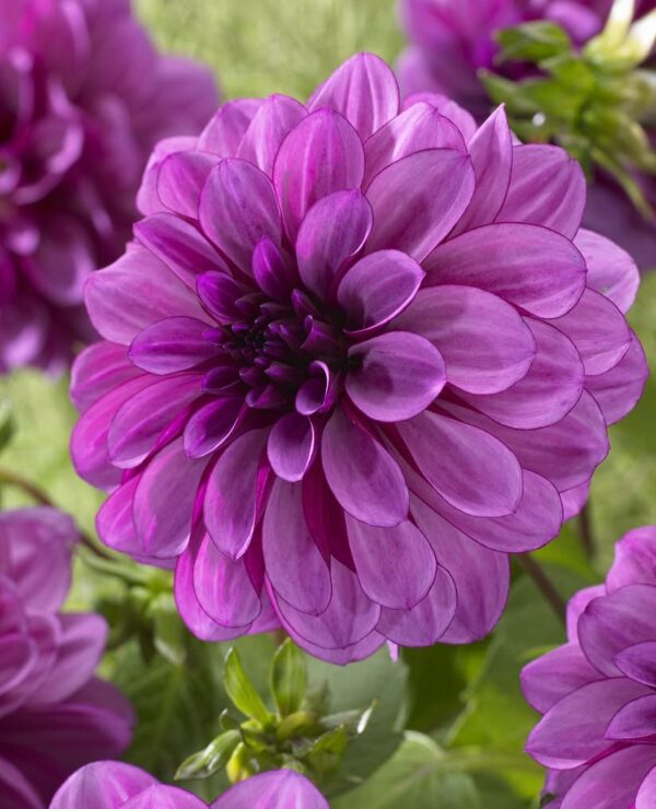 Dahlia Blue Boy Bulbs - Stunning Blue Flowers for Your Garden - for Spring Planting | Perfect for Cutting and Landscaping