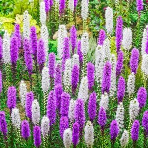 25 Votaniki Roots Liatris Plants Mix Flower Bulbs for Fall Planting Perennial Flower Seeds Liatris Bulbs Live Plants - Giant Perennial Flower Plants, Seeds & Bulbs