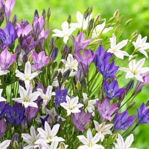 Votaniki Triteleia Mix Bulbs - Easy to Grow, Drought Tolerant and Long-Lasting Flowers | Vibrant, Low-Maintenance Triteleia Flowering Bulbs for Planting