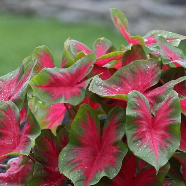 Votaniki Florida Cardinal Caladium Bulbs - Angel Wings, Perennial Plant, Create Dramatic Displays with Large Florida Cardinal Leaves - Perfect for Indoors or Outdoors