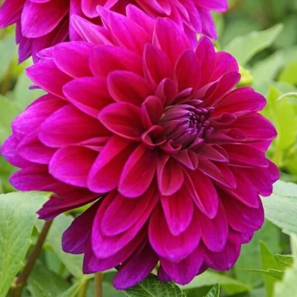 Votaniki Le Baron Dahlia Root - Perennial Decorative Dahlia, Flower - Hardy and Low Maintenance Flowering Root | Easy to Grow Perfect for Cut