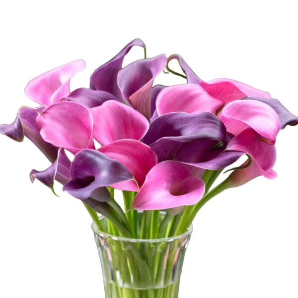 Votaniki Grape Velvet & Garnet Glow Calla Lily Bulbs - Versatility, Long Lasting Blooms, Perennial Zantedeschia Calla Lily Flower Bulbs for Planting - Easy to Grow & Low Maintenance