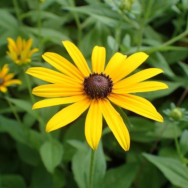 Votaniki Black Eyed Susan Bulbs - Perennial, Yellow Blooming Flower Black Eyed Susan (Rudbeckia Hirta) | Bloom in Late Summer & Early Fall - Easy to Grow