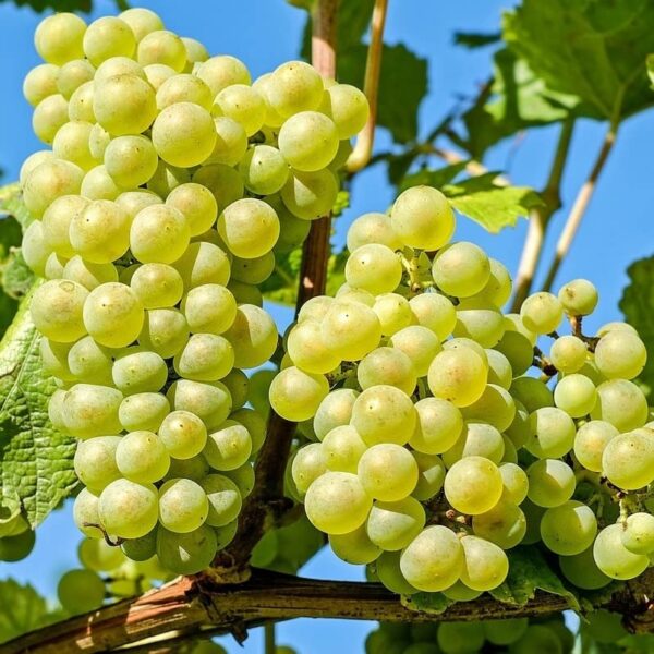 Votaniki Niagra White Grape 1-2 Years Old Bare Root - High Yield, Perennial Grape Plant - Fast Growing, Easy to Grow and Low Maintenance