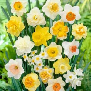 Votaniki Long Lasting Daffodil Mix Bulbs - Fragrant Blooms, Narcissi Long Lasting (Large Flowering) Daffodil | Perennial & Spring Flowering Bulbs - Easy to Grow